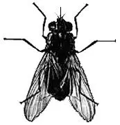 Stable-fly-Stomoxys-calcitrans