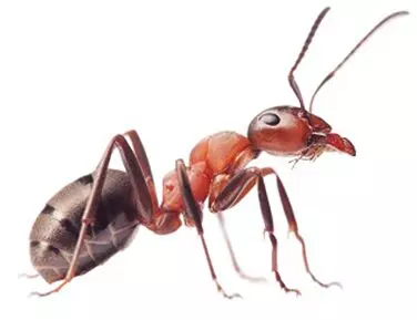 ant-1