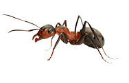 zipzap termite and pest control