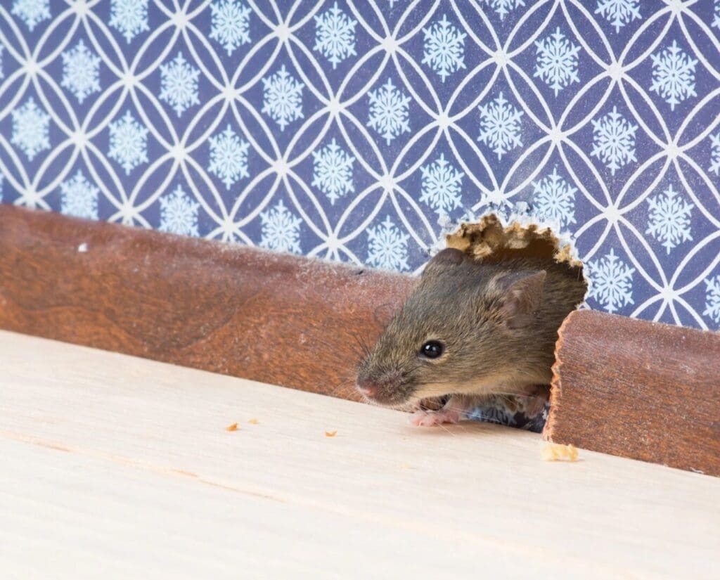 rodent contamination kitchen Kansas City