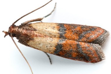 Indian Meal Moth in Kansas City