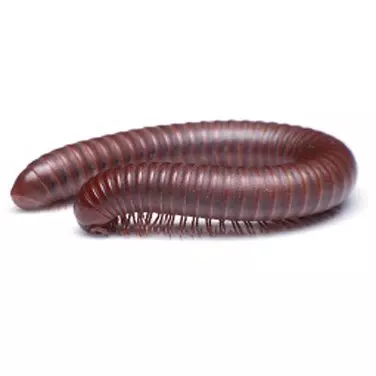 millipedes in Kansas City