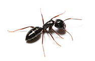 zipzap termite and pest control
