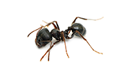 zipzap termite and pest control