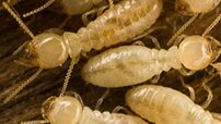 zipzap termite and pest control