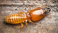 zipzap termite and pest control