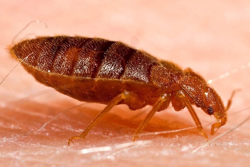 No bite for regulations on bedbug infestations