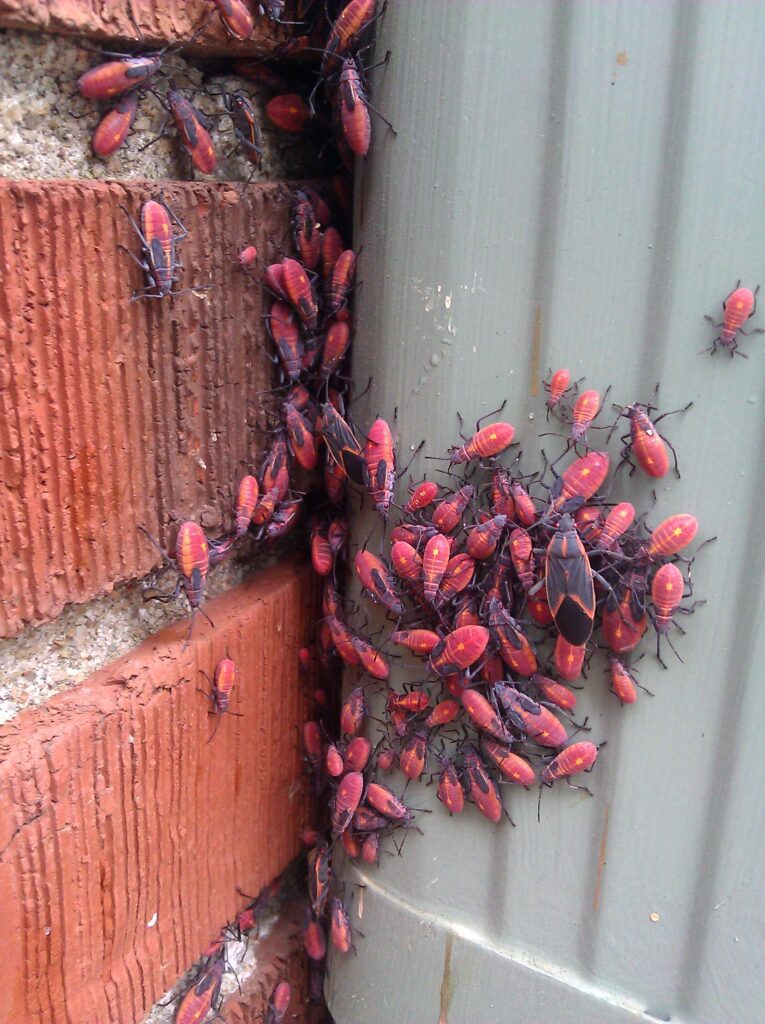 Boxelder Bugs in Kansas City