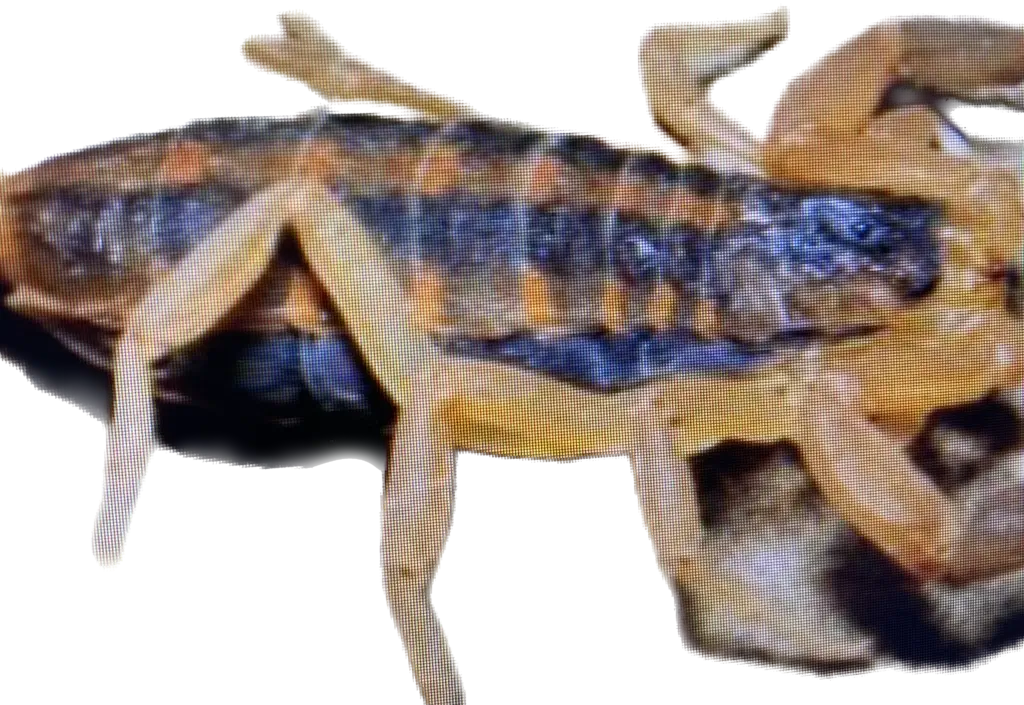 A closeup shot of a Scorpions in Missouri with transparent background