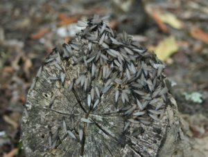 termite swarms in kansas city
