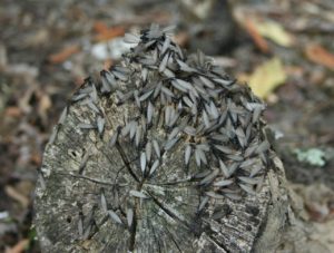 Subterranean termites