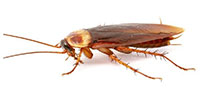 zipzap termite and pest control