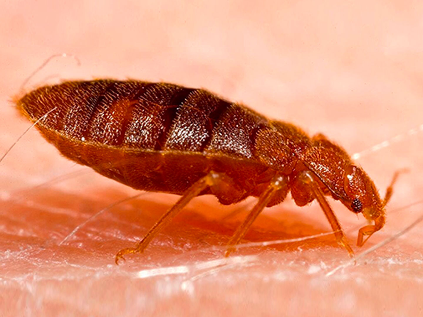 https://zipzappestcontrol.com/wp-content/uploads/2021/02/bed-bug.jpg