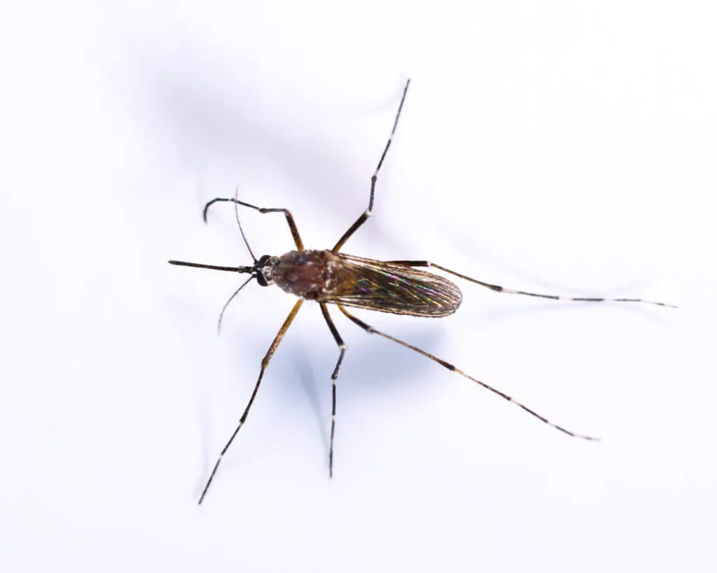 mosquito in Kansas City
