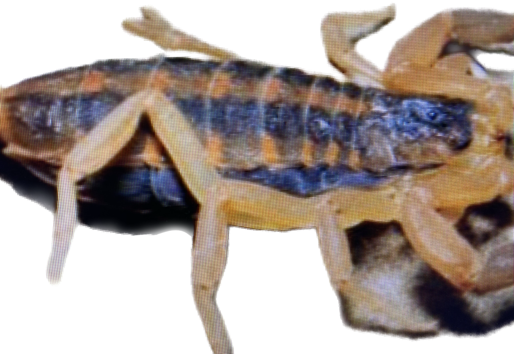 
Scorpions in Missouri