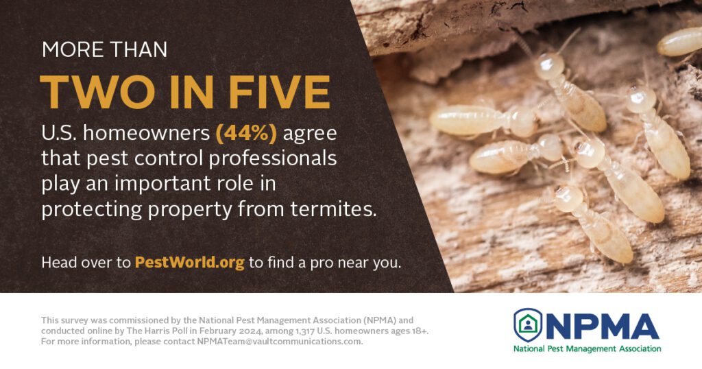 Termite awareness in kansas city