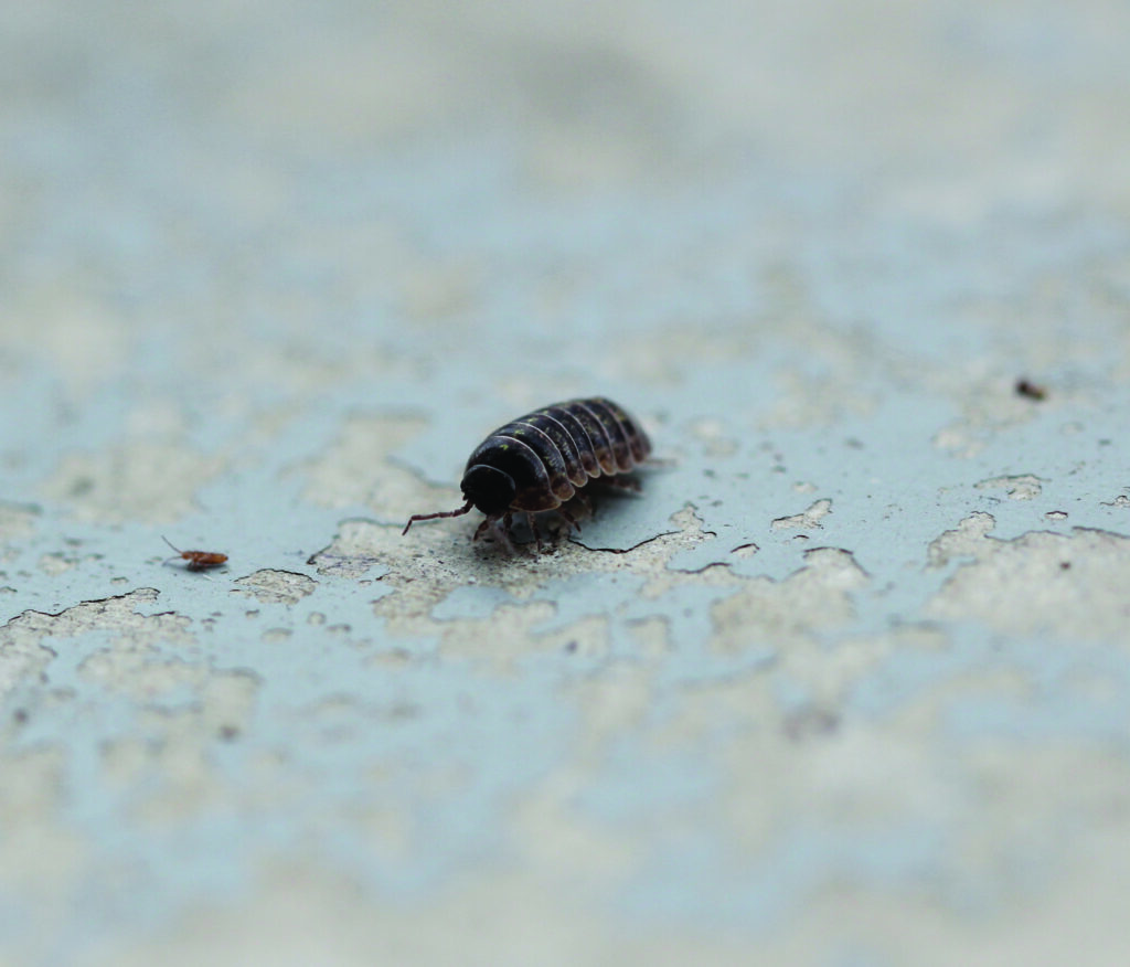 Pillbugs in Kansas City