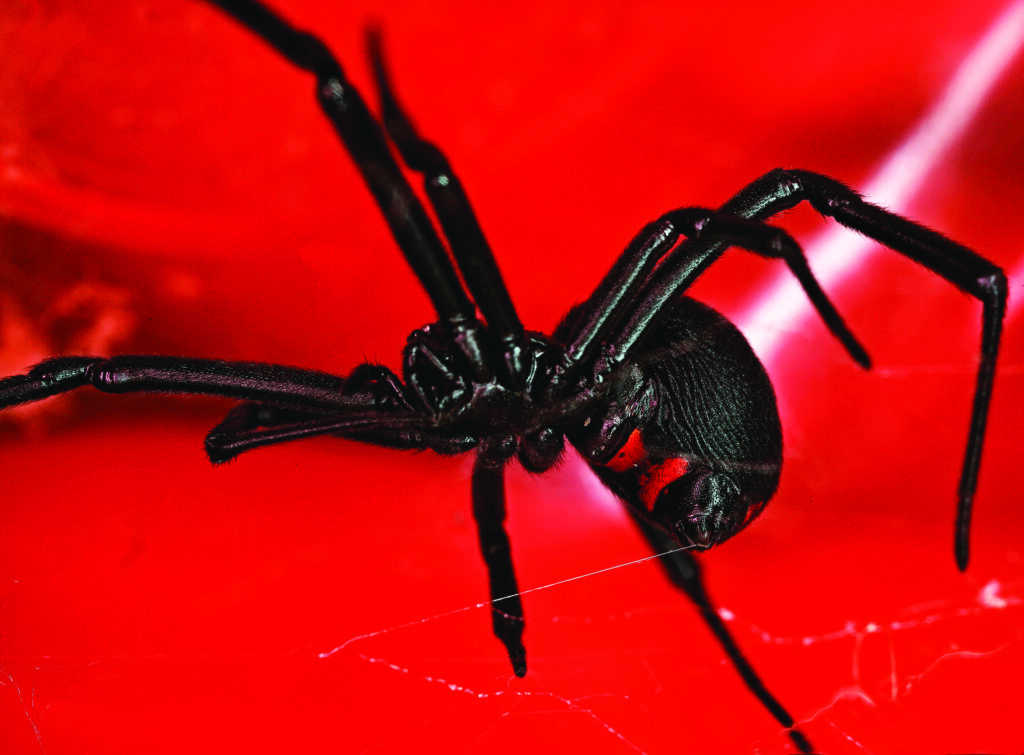 How to Identify the Black Widow Spider