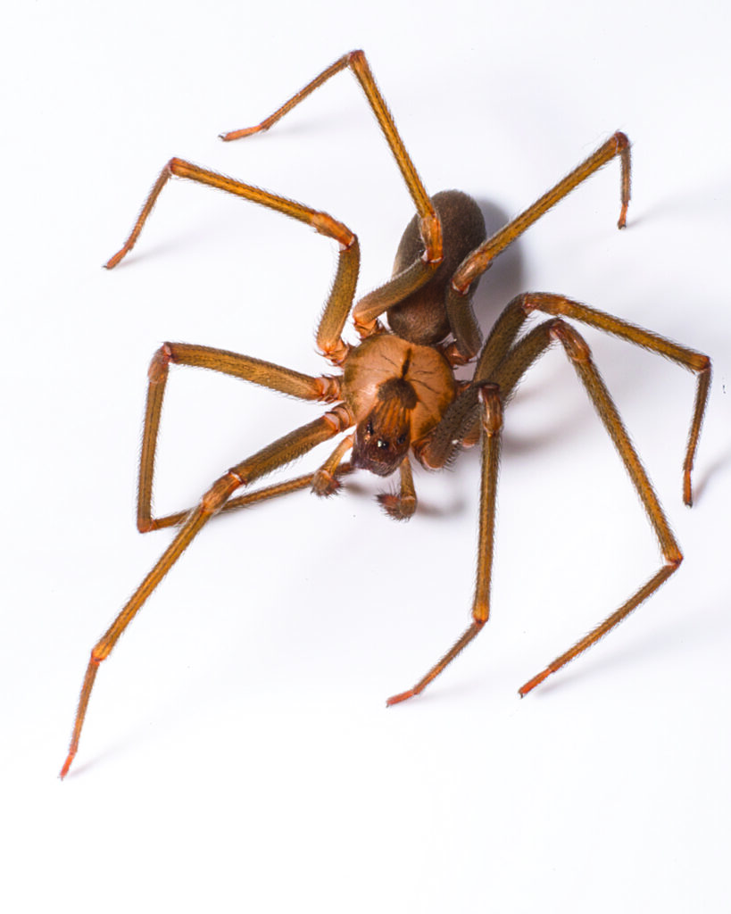 Brown Recluse in Kansas City