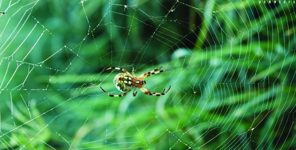 Orb Weavers in Kansas City