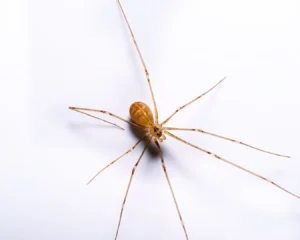 Cellar Spiders