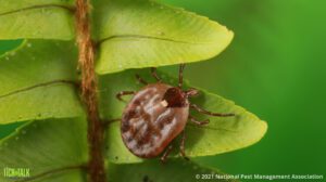 Tick Bites in Kansas City