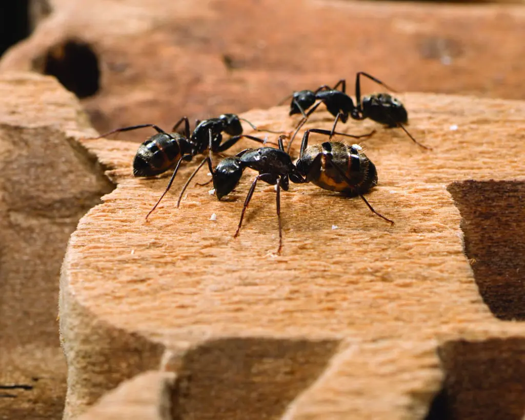 Carpenter Ants in Kansas City