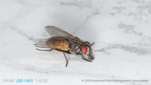 flies in Kansas City