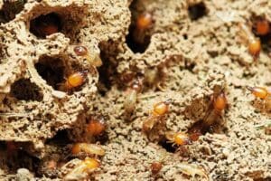 Protect your home from termites