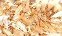 termites