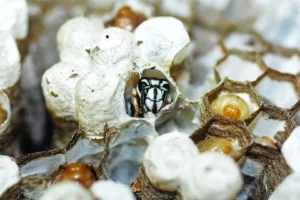 remove a wasp nest