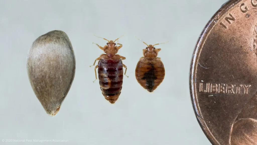 Professional bed bug treatment kansas city