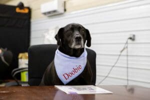protect your pets during pest control