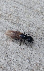 Carpenter Ants in Kansas City