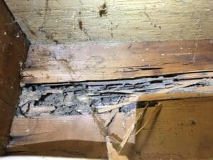 signs of termite damage