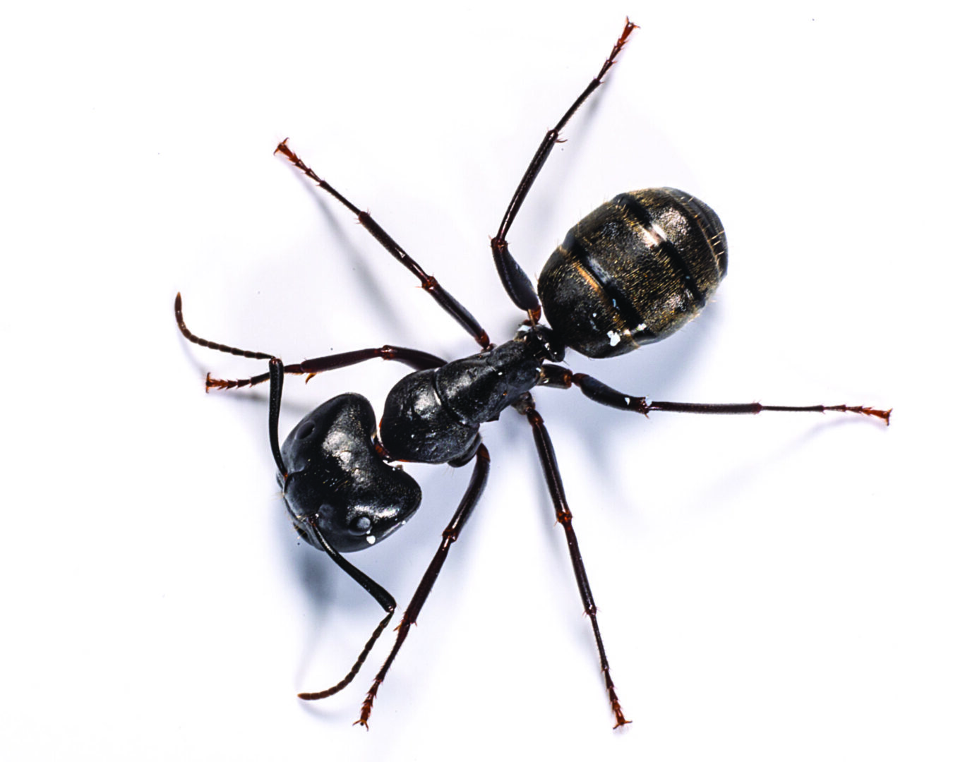 dangerous ants Kansas City carpenter ants infestation