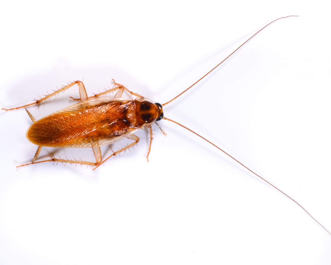 how to get rid of cockroaches Kansas City kitchen pest control