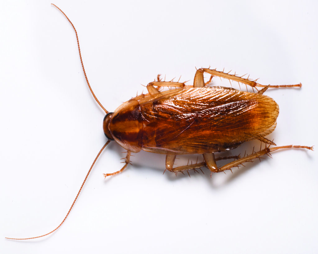cockroach control in kansas city