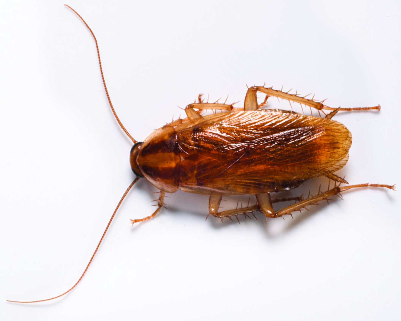 are cockroaches dangerous Kansas City health risks infestation