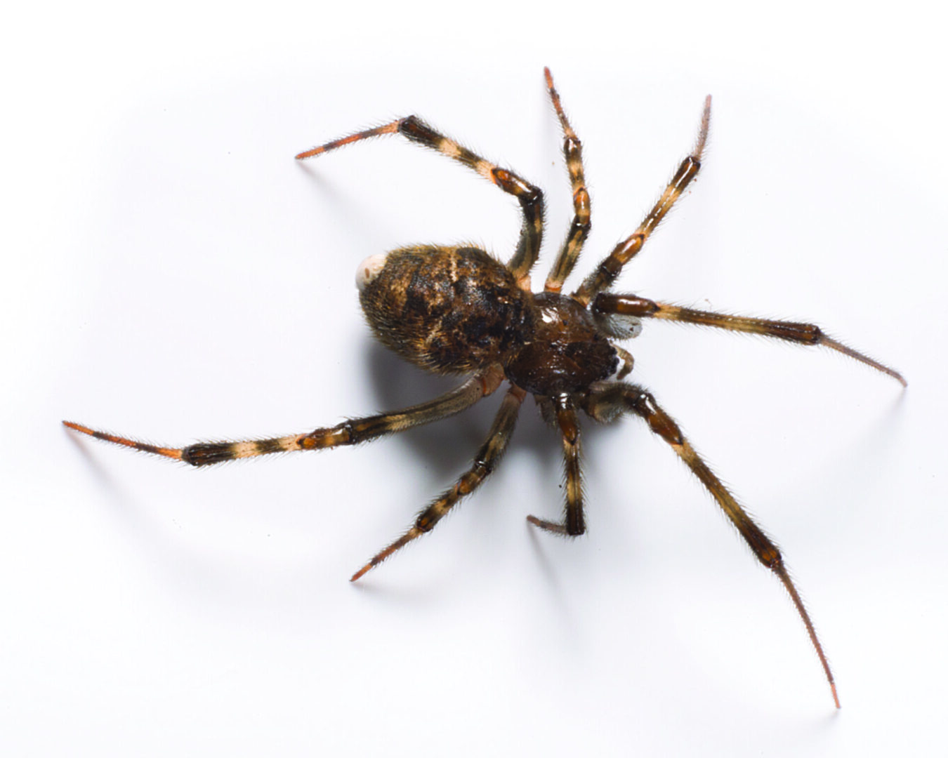 spiders inside house Kansas City Missouri