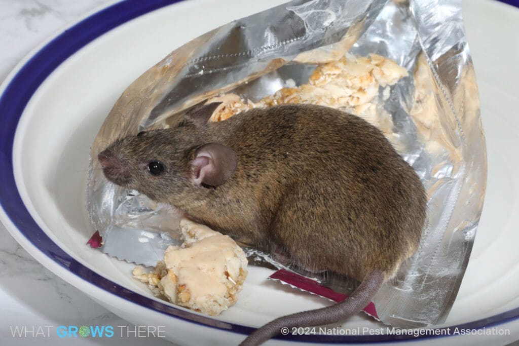food attracting rodents Kansas City kitchen