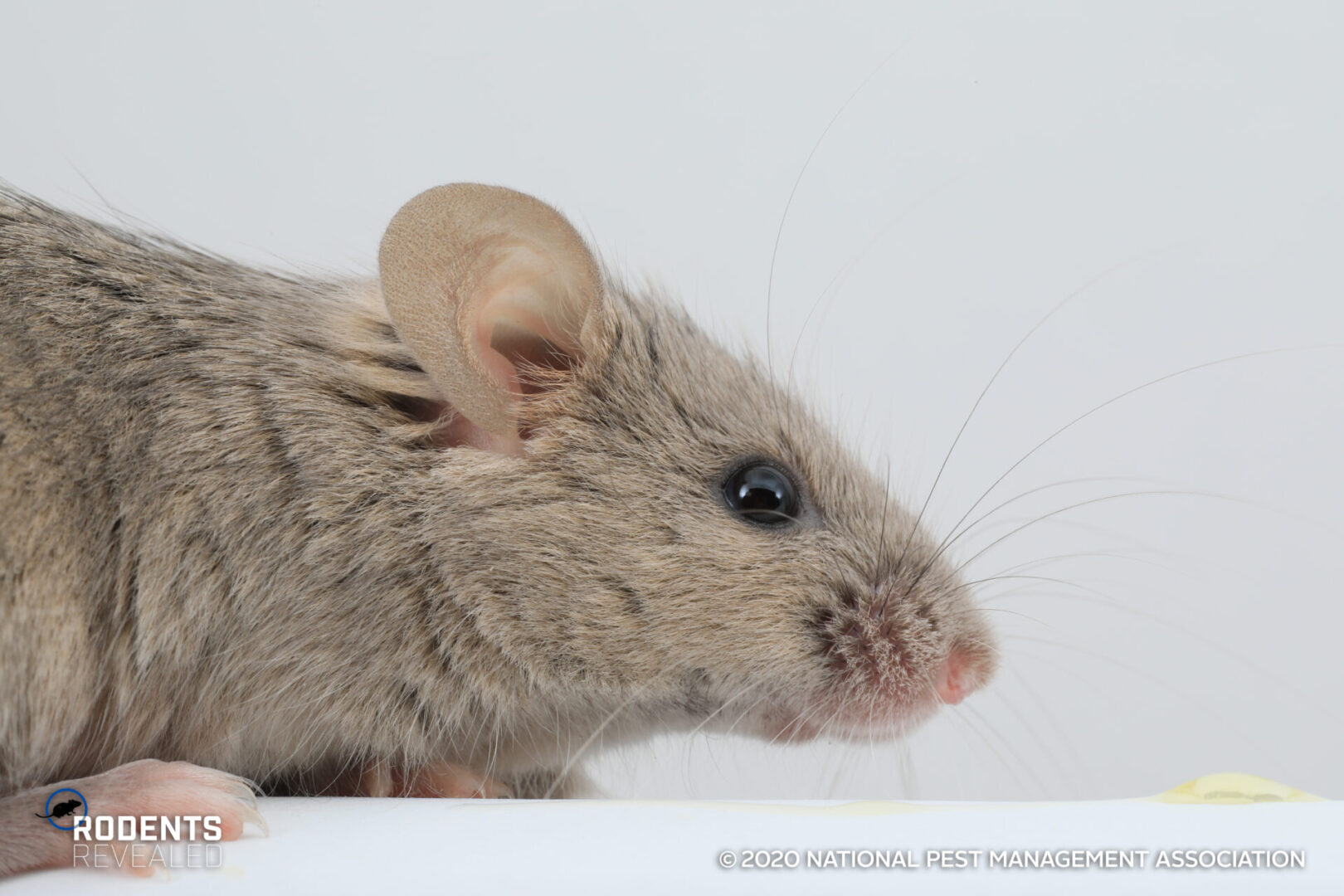 house mouse pest control Kansas City