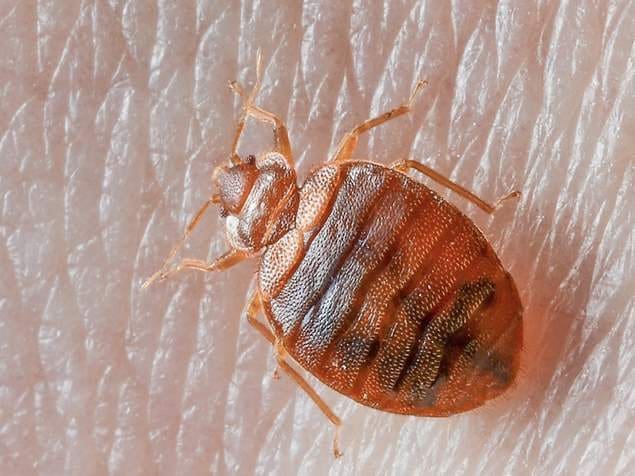 bed bugs in Kansas City