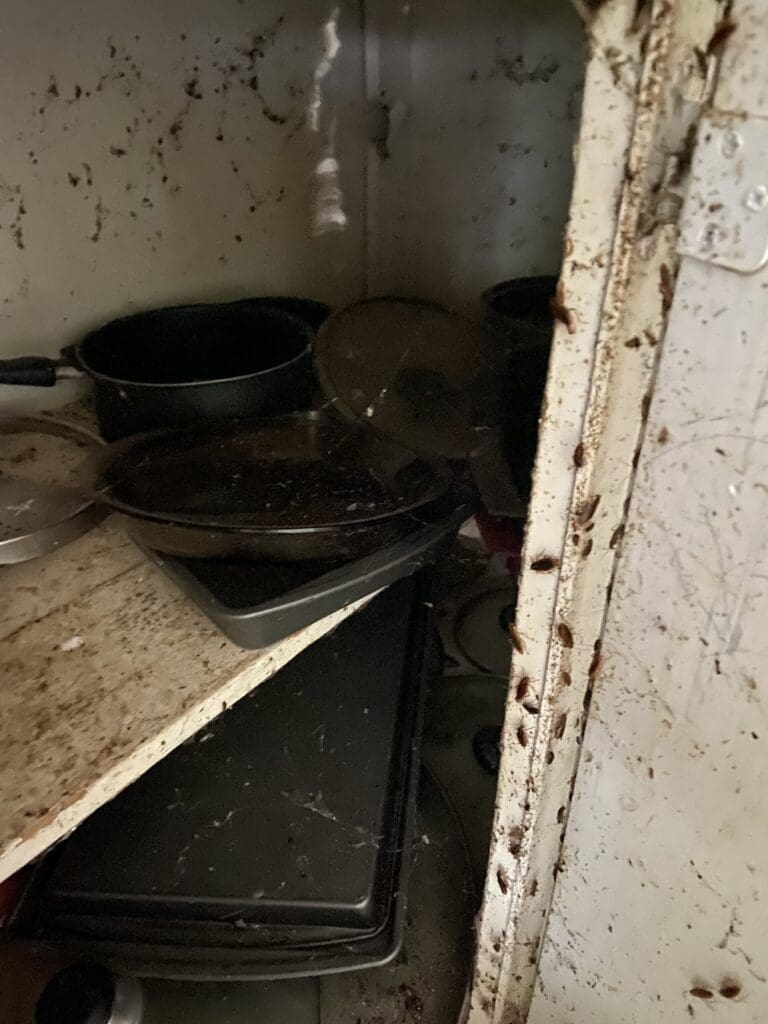 Cockroaches in kitchen cabinets