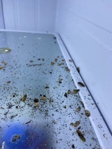 German Cockroach Control