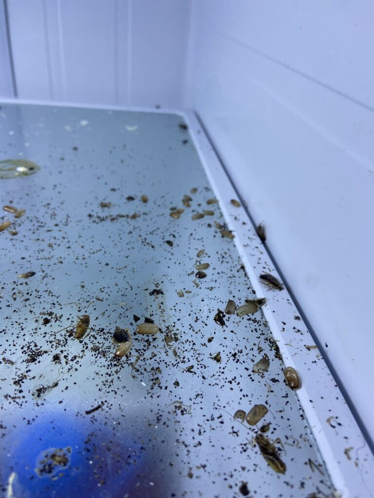 cockroach infestation signs Kansas City