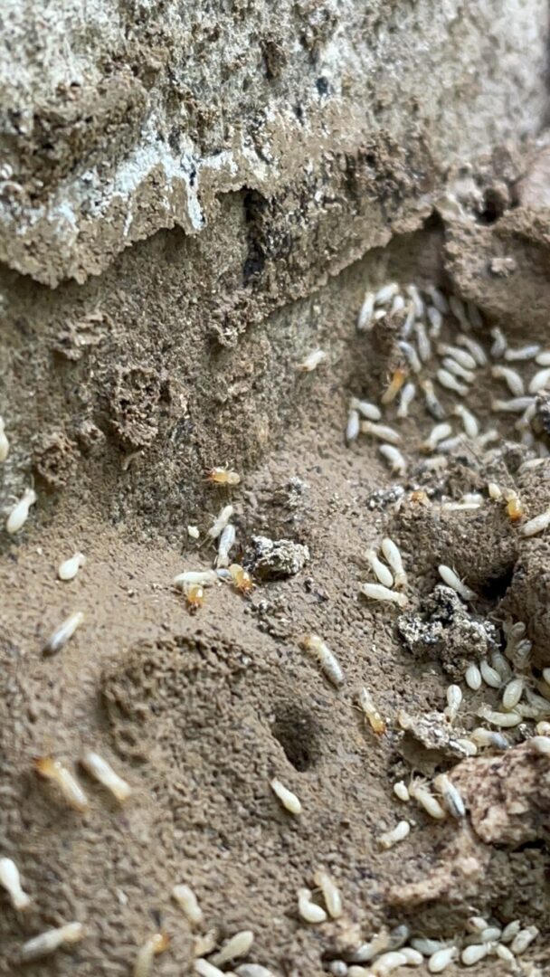 subterranean termite mud tube on foundation