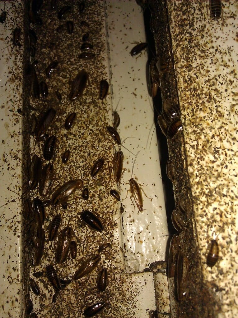 filthy cockroach conditions