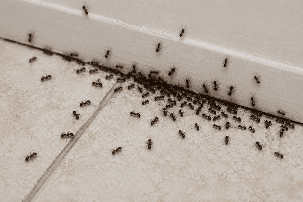ant trail infestation inside Kansas City home