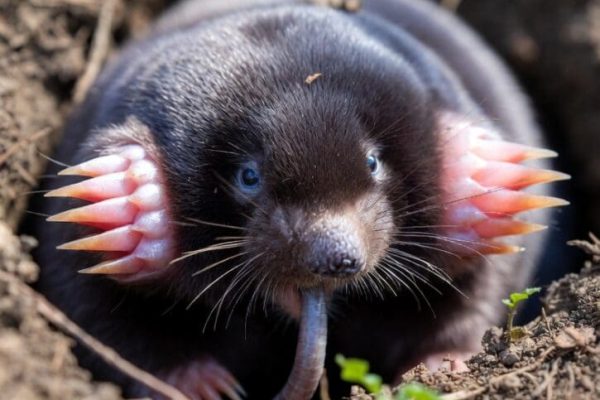 Mole control Kansas City